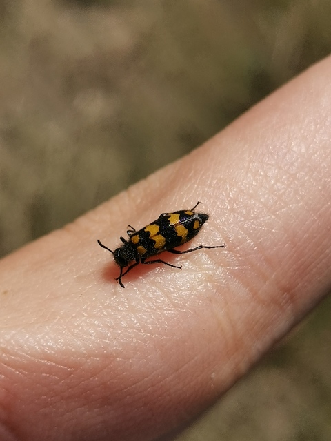 Mylabris pannonica - pannon hólyaghúzó Mylabris pannonica - pannon hólyaghúzó