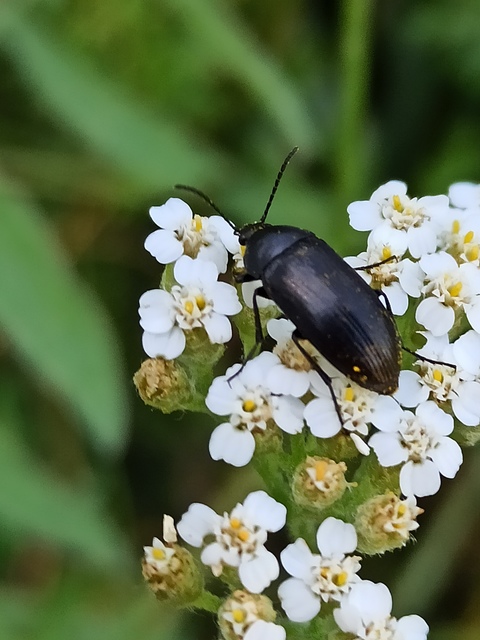 Podonta nigrita - szerecsenbogár