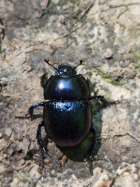 Anoplotrupes stercorosus - erdei álganéjtúró