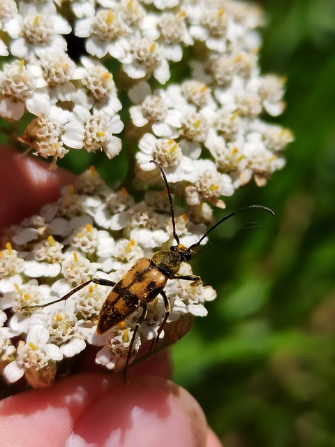 Pachytodes erraticus - rajzos virágcincér