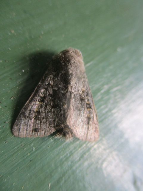 Hecatera dysodea - parajbagoly