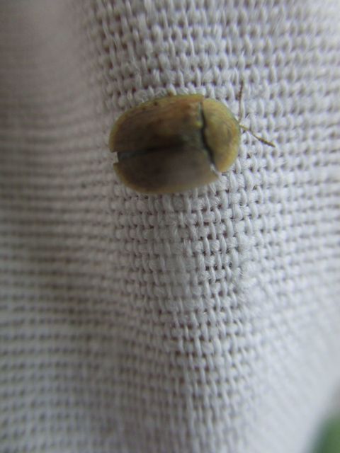 Hypocassida