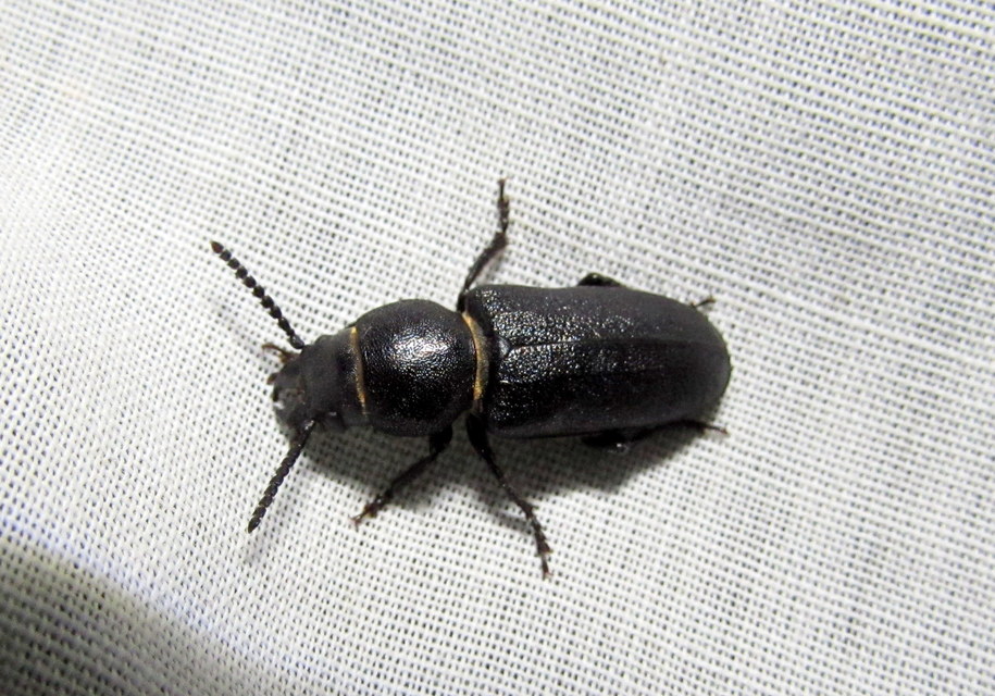 Spondylis buprestoides - erdei félcincér