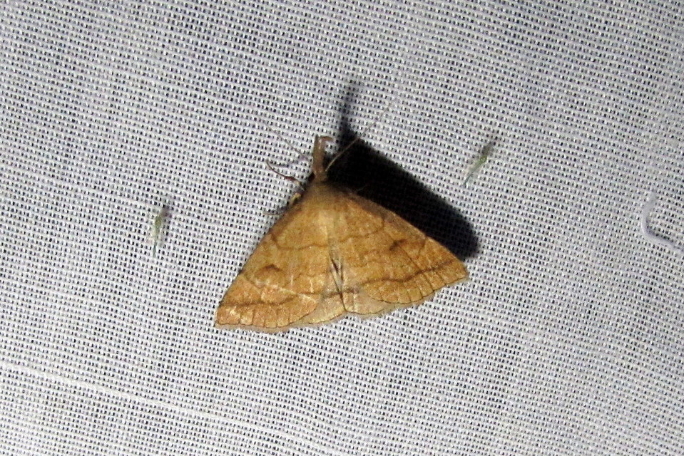 Polypogon gryphalis - láperdei karcsúbagoly