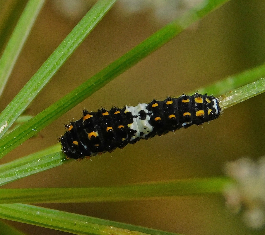 Papilio machaon - fecskefarkú lepke