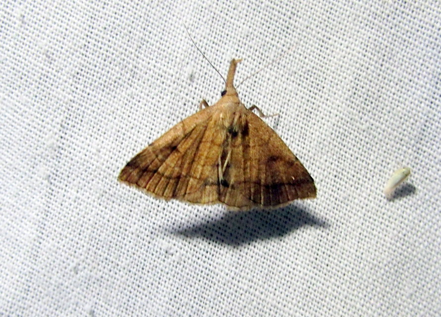 Polypogon gryphalis - láperdei karcsúbagoly