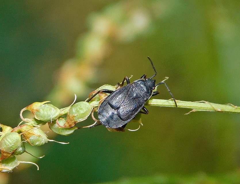 Pyrrhocoris marginatus - szegélyes bodobács