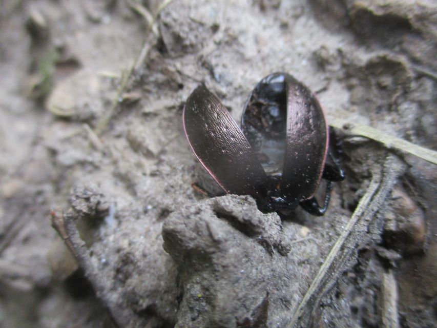 Carabus nemoralis - ligeti futrinka