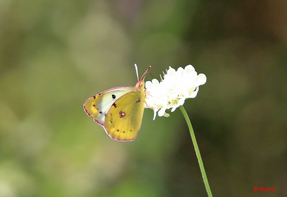 Colias alfacariensis - déli kéneslepke