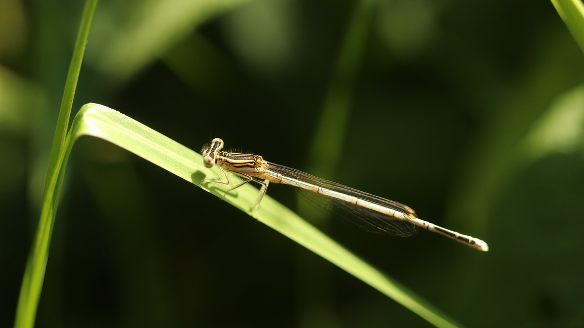 Platycnemis pennipes - széleslábú szitakötő