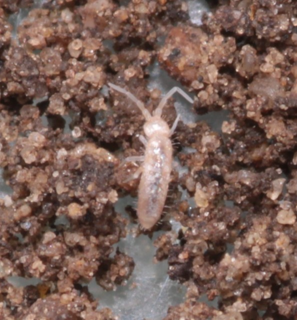 Collembola - Ugróvillások