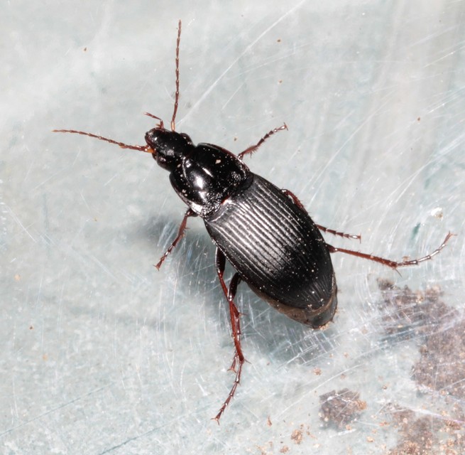Calathus fuscipes - sokpontos tarfutó