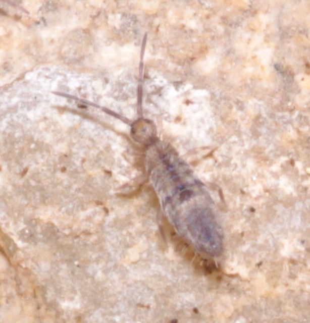 Collembola - Ugróvillások