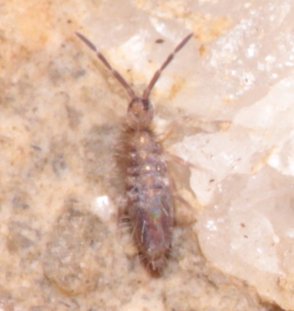 Collembola - Ugróvillások