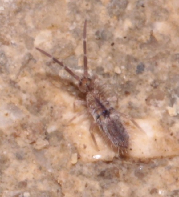 Collembola - Ugróvillások