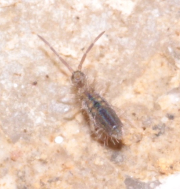 Collembola - Ugróvillások