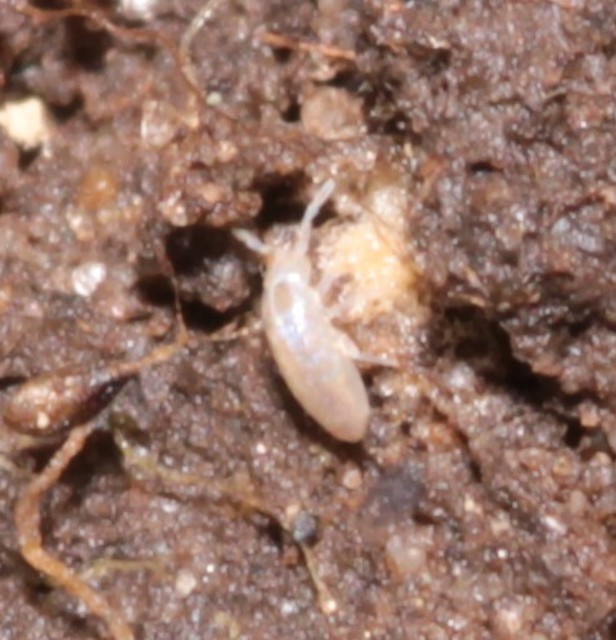 Collembola - Ugróvillások