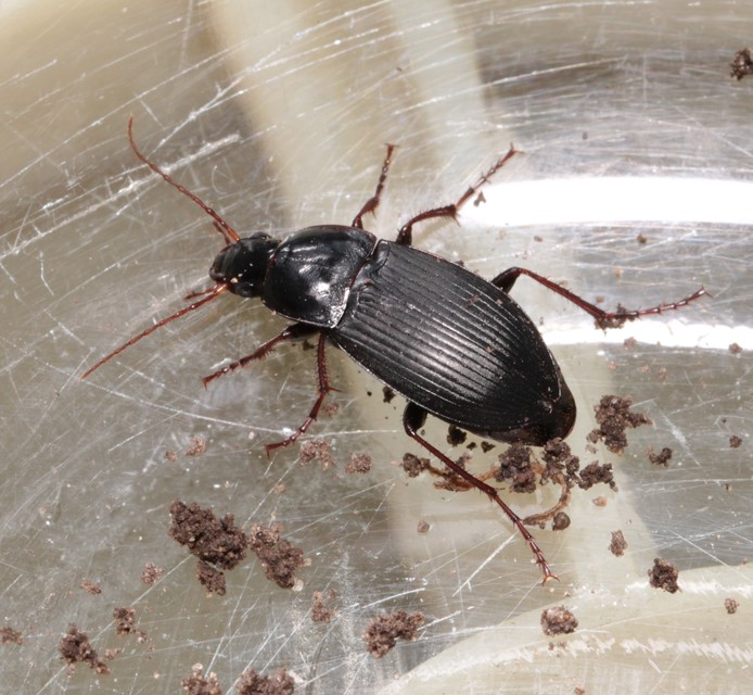Calathus fuscipes - sokpontos tarfutó