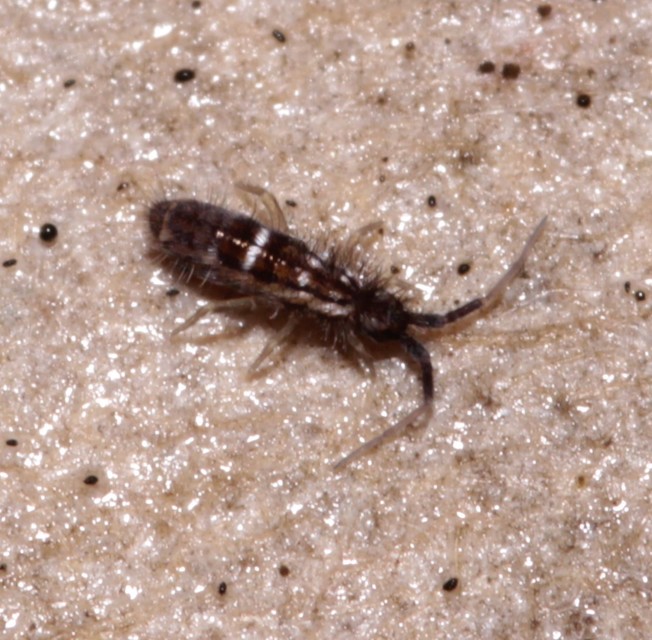 Collembola - Ugróvillások