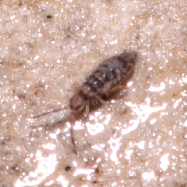 Collembola - Ugróvillások