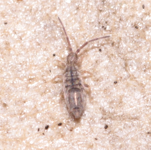 Collembola - Ugróvillások
