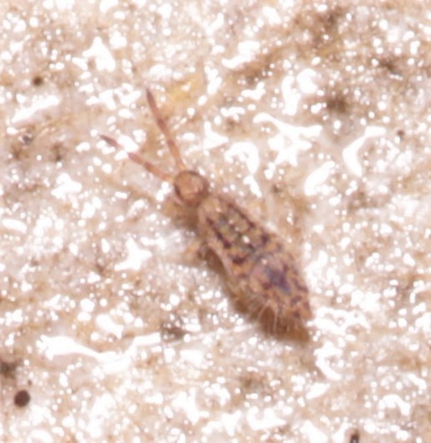 Collembola - Ugróvillások