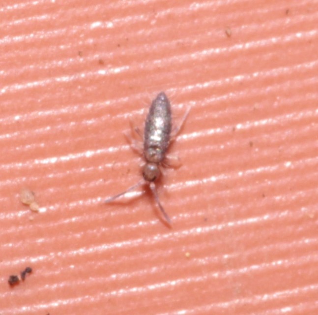 Collembola - Ugróvillások