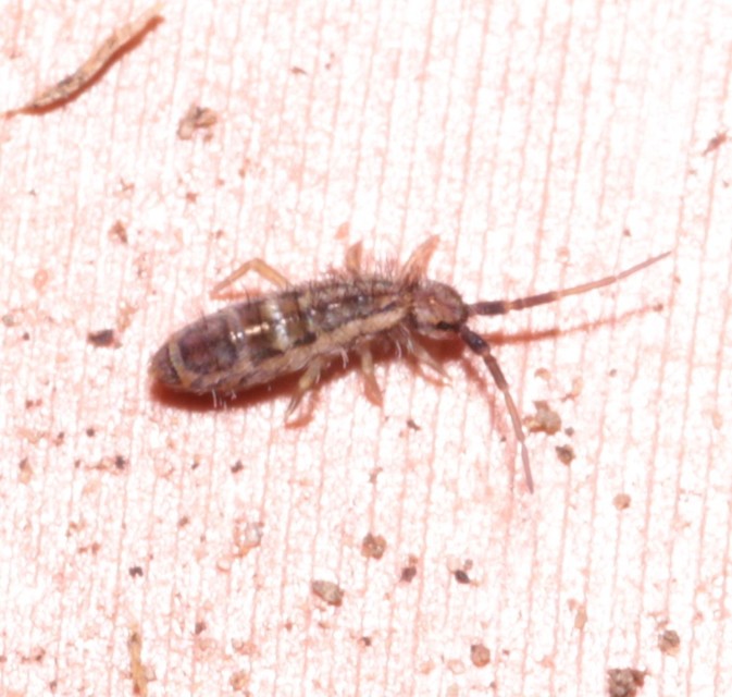 Collembola - Ugróvillások