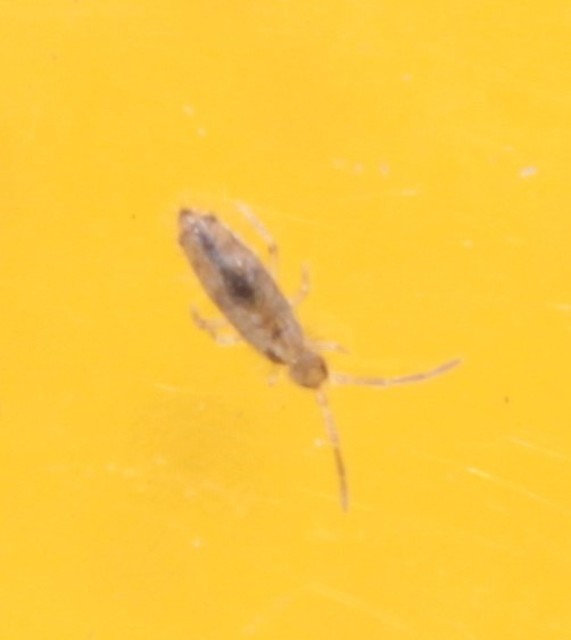 Collembola - Ugróvillások