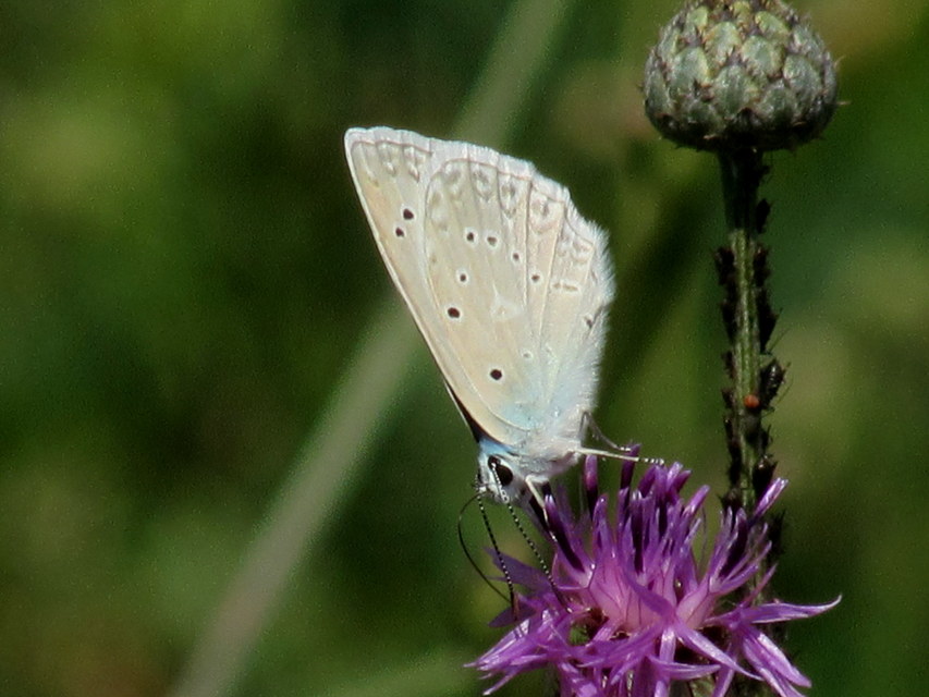 Polyommatus daphnis - csipkés boglárka