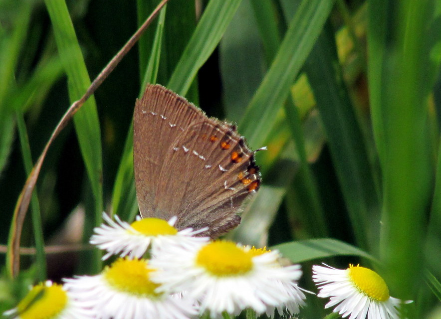 Satyrium ilicis - tölgyfa-csücsköslepke