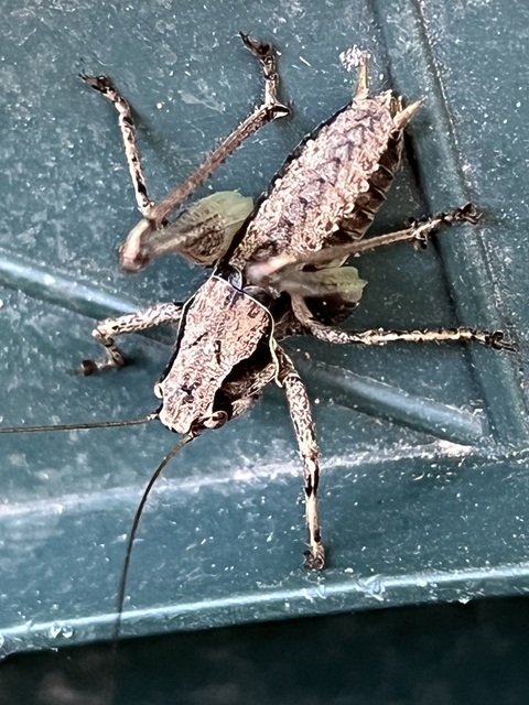 Rhacocleis annulata
