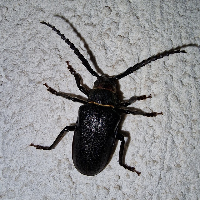 Prionus coriarius - csőszcincér