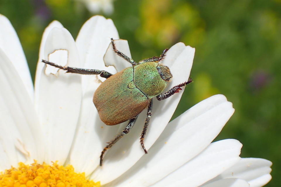 Hoplia argentea - ezüstös virágcserebogár