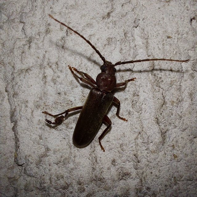 Arhopalus rusticus - gödrösnyakú cincér