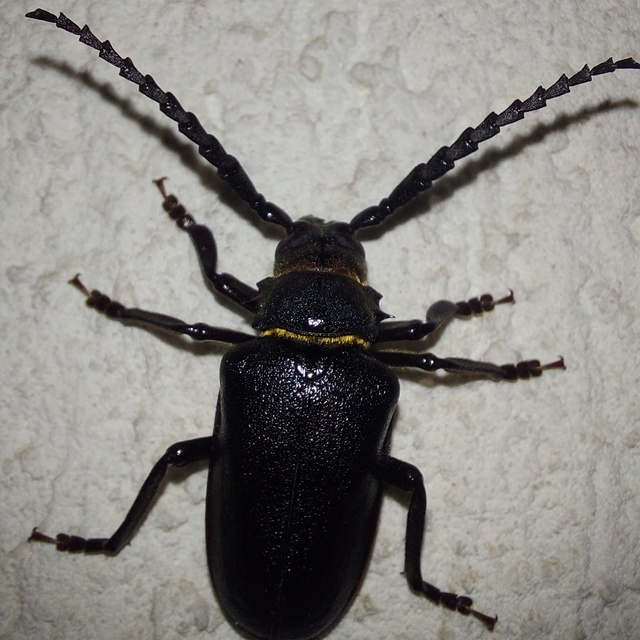 Prionus coriarius - csőszcincér
