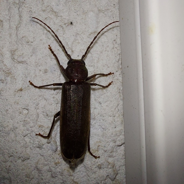 Arhopalus rusticus - gödrösnyakú cincér