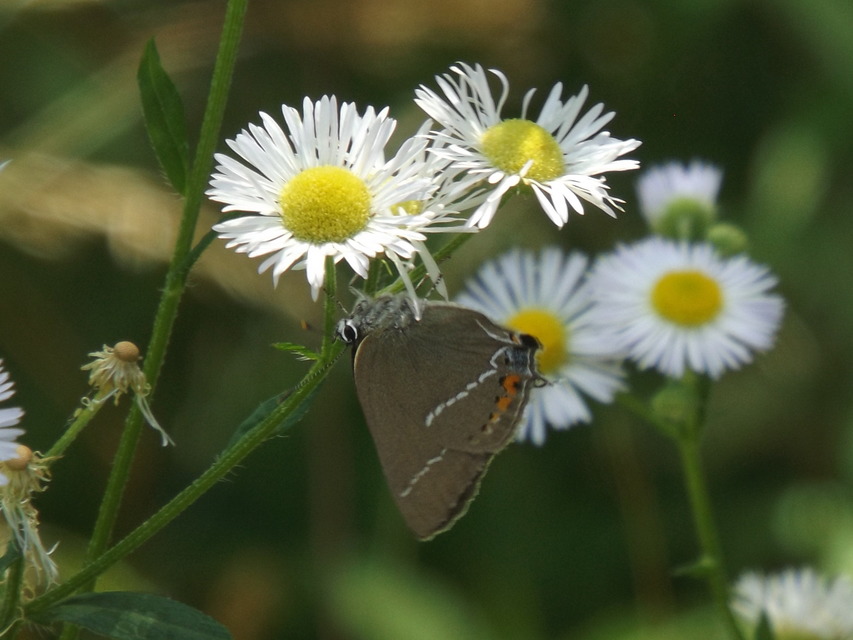 Satyrium spini - kökény-csücsköslepke