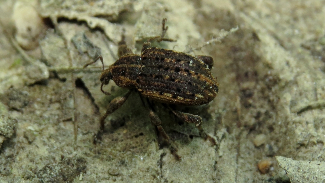 Brachypera zoilus - lucerna-gubósormányos