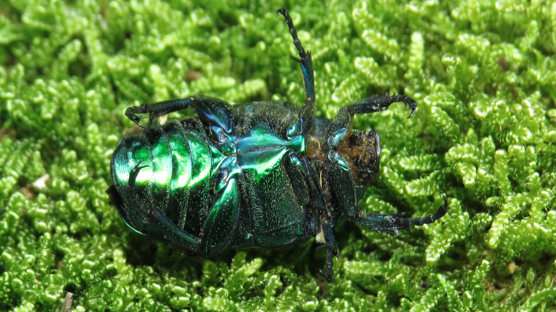 Protaetia affinis - smaragdzöld virágbogár