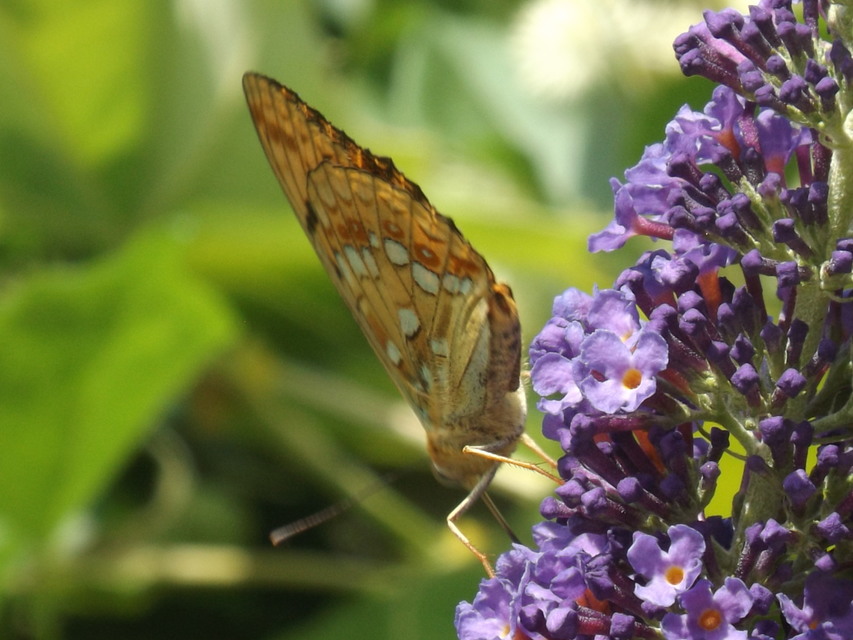 Argynnis adippe - ezüstös gyöngyházlepke
