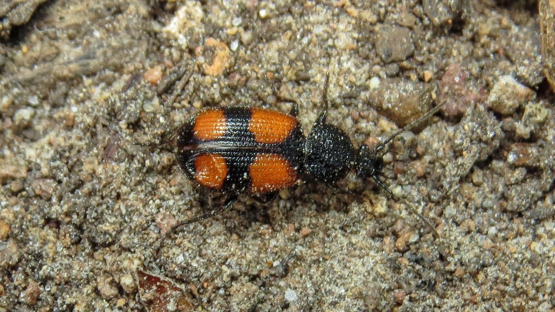Panagaeus bipustulatus - kis keresztesfutó
