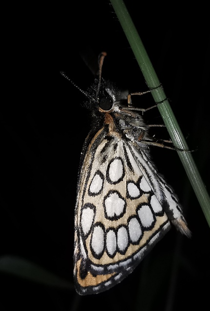 Heteropterus morpheus - tükrös busalepke