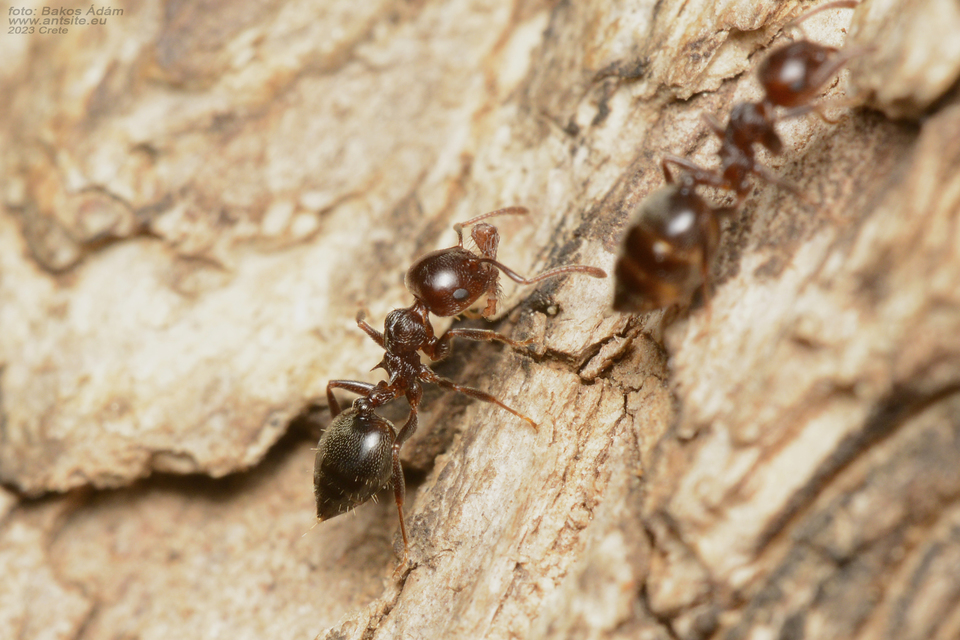 Crematogaster schmidti - vörös szívhangya