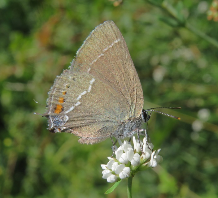 Satyrium spini - kökény-csücsköslepke