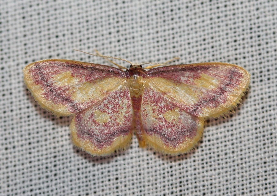Idaea muricata - mocsári pirosaraszoló