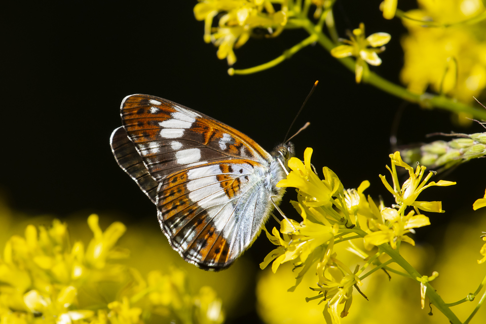 Limenitis camilla - kis lonclepke