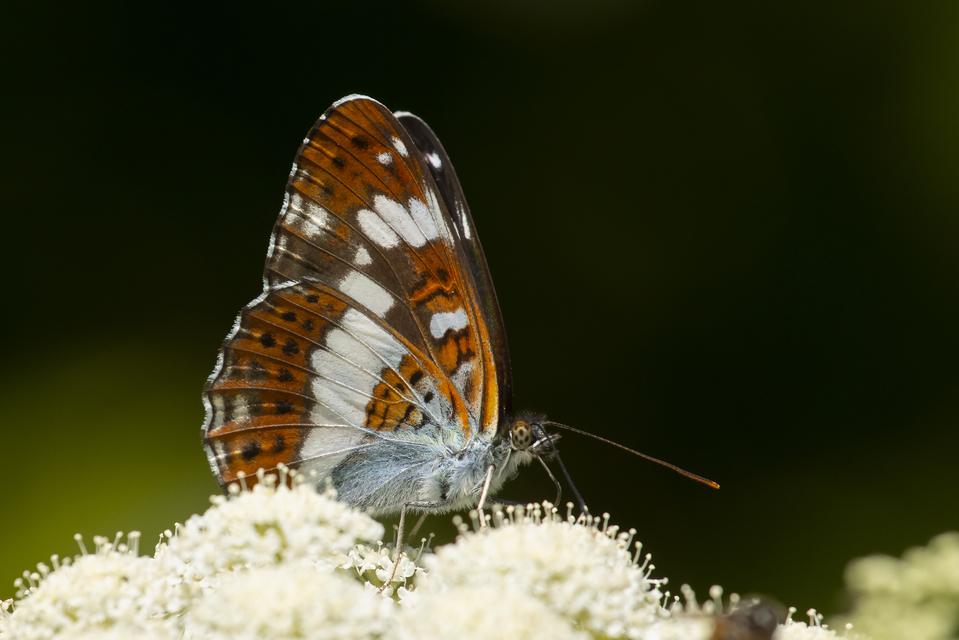 Limenitis camilla - kis lonclepke
