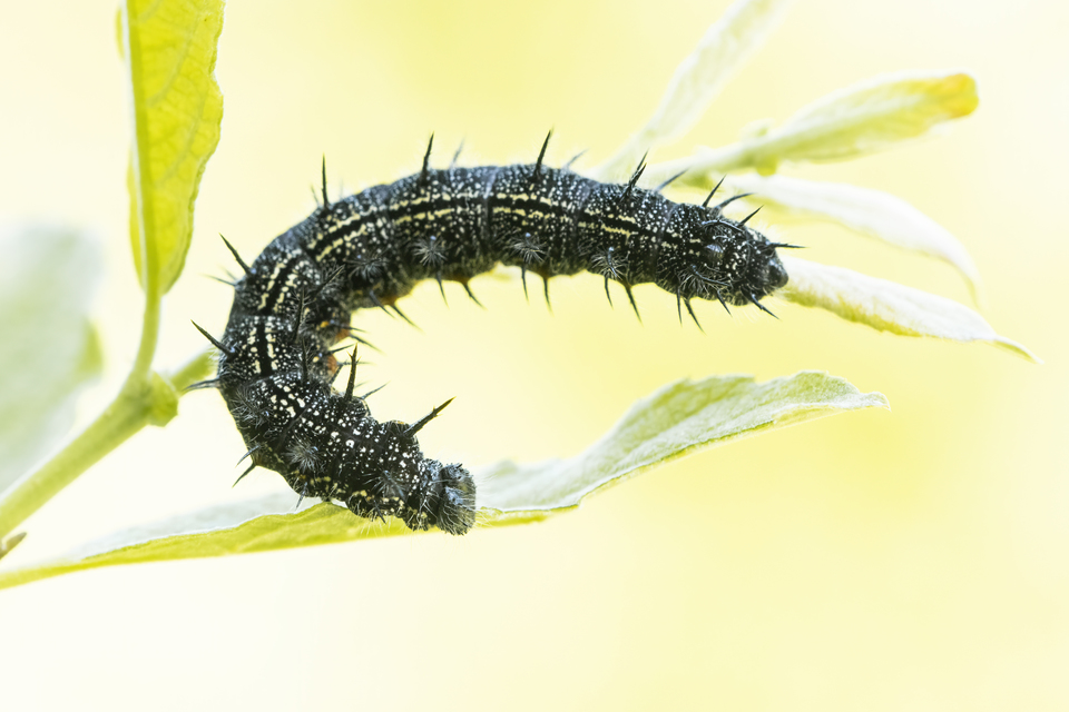 Nymphalis xanthomelas - vörös rókalepke