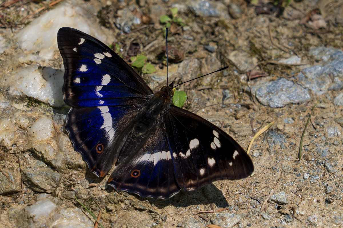 Apatura iris - nagy színjátszólepke
